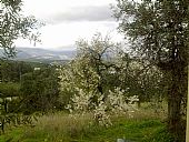 Almendro en flor