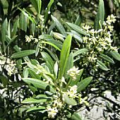 La flor del olivo