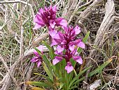 Lirios en Sierra Agua