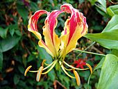 Gloriosa