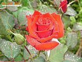 Rosa con gotas de lluvia