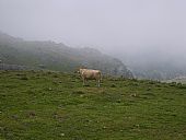 Vaca en Los Pirineos