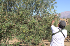 Arranca la campaña de verdeo de la Aceituna Manzanilla Aloreña en Álora